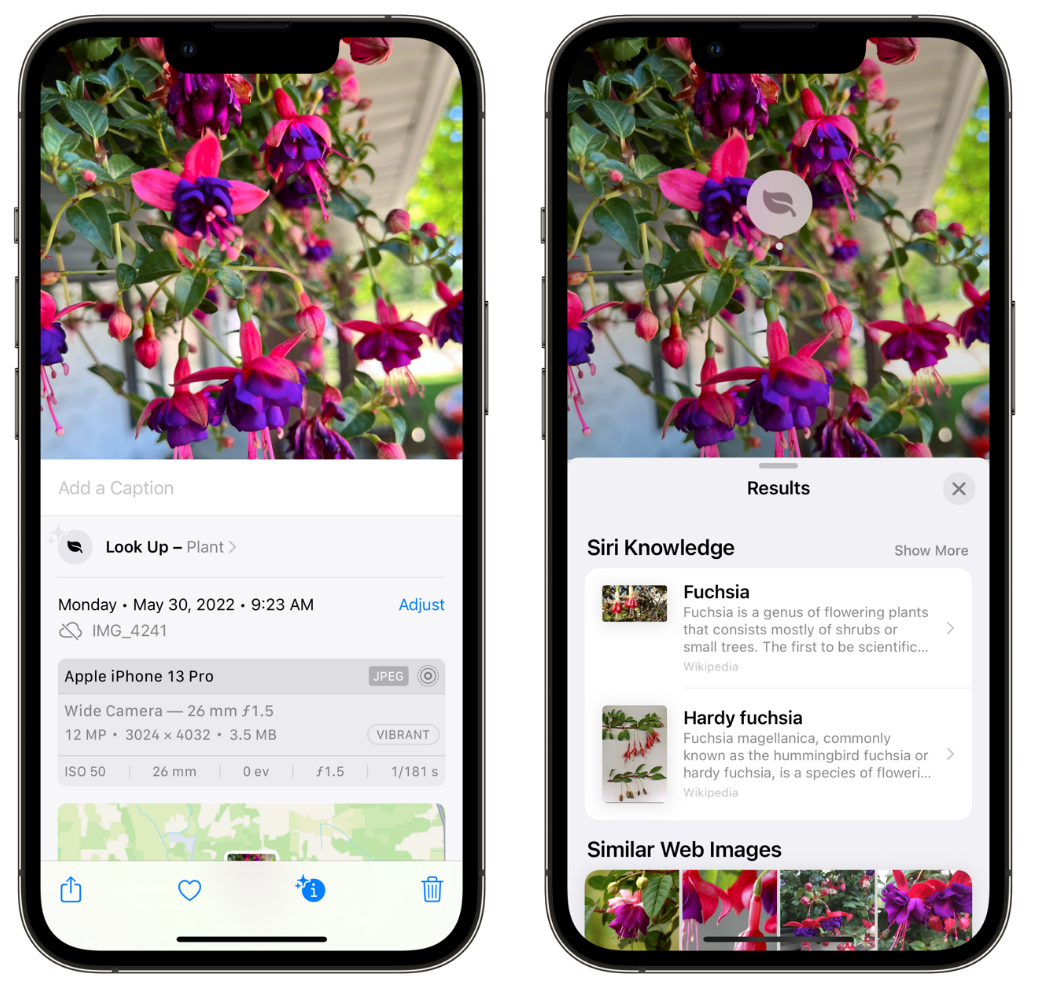 龙岗苹果手机维修分享小技巧：使用 iPhone 相机识别花卉植物 